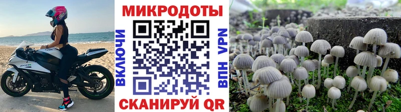 закладки  Облучье  Псилоцибиновые грибы мицелий 